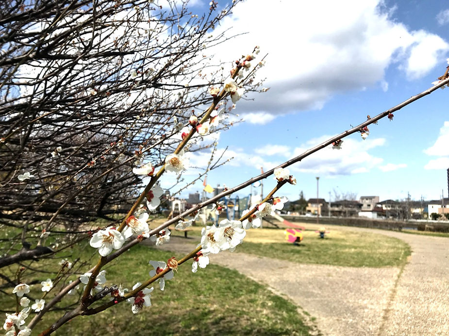 咲き始めた桜