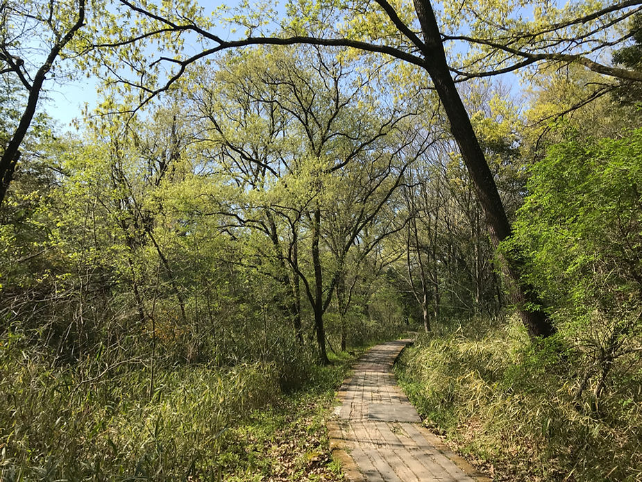 雑木林の中を遊歩道が整備されている写真